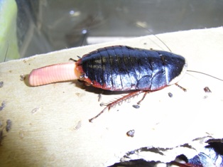 サツマゴキブリ | ねずみ・害虫・シロアリ駆除ならシー・アイ・シー