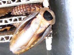 ブラベルス属について | ねずみ・害虫・シロアリ駆除ならシー・アイ・シー