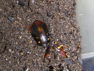 Eublaberus prosticus | ねずみ・害虫・シロアリ駆除ならシー・アイ・シー