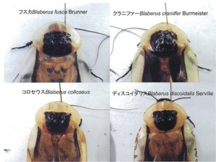 ブラベルス属 | ねずみ・害虫・シロアリ駆除ならシー・アイ・シー