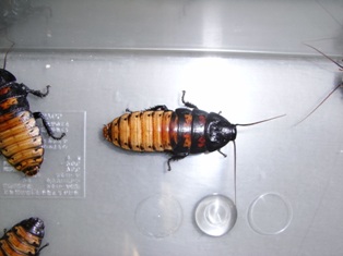 マダガスカルゴキブリの個体変異 その２ | ねずみ・害虫・シロアリ駆除 