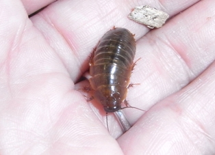 ヨロイモグラゴキブリ 幼虫 | ねずみ・害虫・シロアリ駆除ならシー・アイ・シー