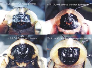 ブラベルス属 | ねずみ・害虫・シロアリ駆除ならシー・アイ・シー