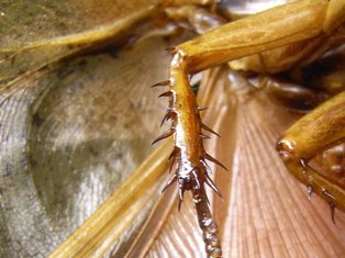 ジャイアントウッドローチ幼虫 | ねずみ・害虫・シロアリ駆除ならシー・アイ・シー