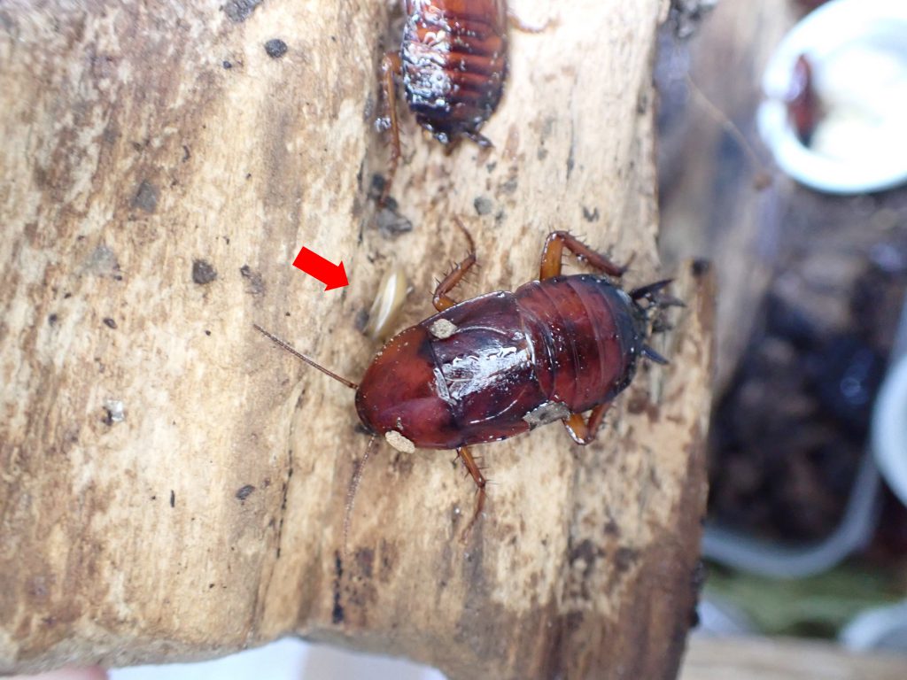 スズキゴキブリ ねずみ 害虫 シロアリ駆除ならシー アイ シー