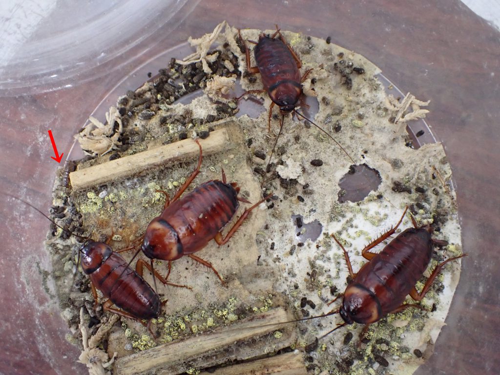 ワモンゴキブリ ねずみ 害虫 シロアリ駆除ならシー アイ シー